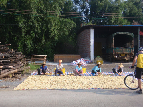 Bamboo Shoots drying.